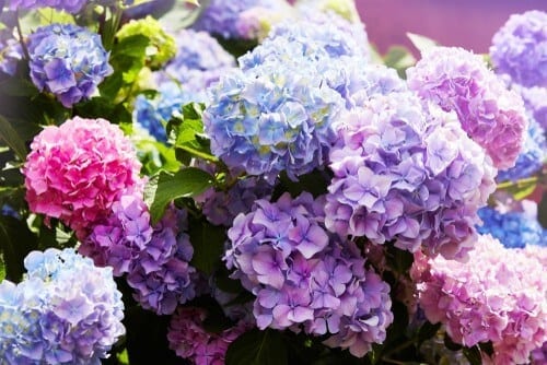 Hydrangea flowers