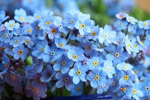 Blue forget me nots
