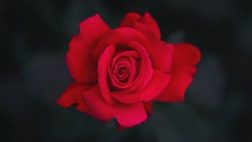 Red Rose